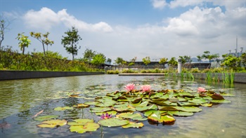 The Water Garden pools help cool the open landscape spaces and include a variety of wetland plant species. These shallow pools are a focus of the park and are defined by ornamental planting, decks and pathways.